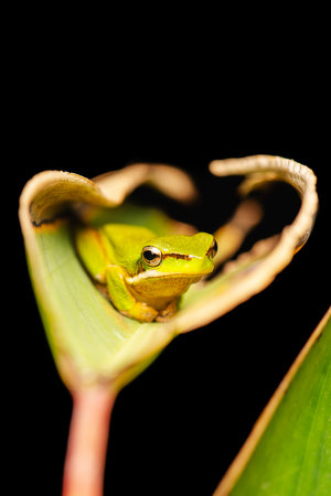 The wallum sedge frog, also known as the Olongburra frog or the sharp-snouted reed frog, is a...