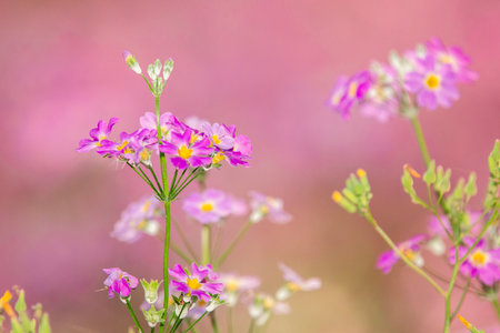 Primula malacoides, called the fairy primrose or baby primrose, is a perennial species of Primula.の写真素材