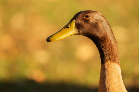 Indian Runners are a breed of Anas platyrhynchos domesticus, the domestic duck. They stand erect like penguins and, rather than waddling, they run.の写真素材