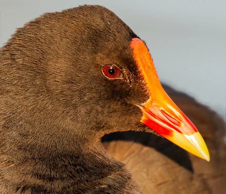 The dusky moorhen is a bird species in the rail family and is one of the eight extant species in the moorhen genus. It occurs in India, Australia, New Guinea, Borneo and Indonesia.の写真素材