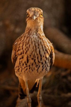 The bush stone-curlew or bush thick-knee is a large, ground-dwelling bird endemic to Australia.の写真素材