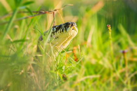 Carpet Pythons are large, non-venomous snakes native to Australia and New Guinea. They are known for their beautiful, patterned scales, which resemble carpets.の写真素材