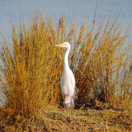The plumed egret is a species of heron native to Australia and Oceania the scientific name is Ardea plumifera.の写真素材