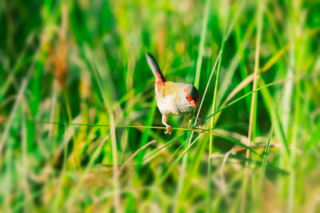 The Red-browed Finch is a small, colorful bird native to Australia.
