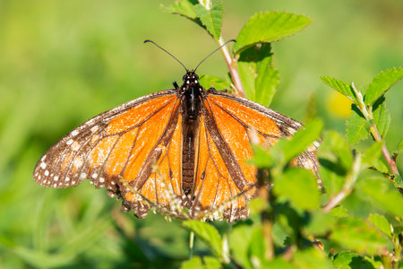 The Tiger Milkweed Butterfly also called Danaus melanippus is a large, striking butterfly found in Australia and parts of Southeast Asia.の写真素材