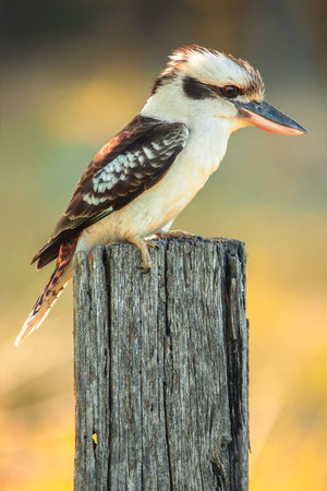 The laughing kookaburra is a bird in the kingfisher subfamily Halcyoninae. It is a large robust kingfisher with a whitish head and a brown eye-stripe.の写真素材