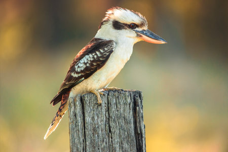 The laughing kookaburra is a bird in the kingfisher subfamily Halcyoninae. It is a large robust kingfisher with a whitish head and a brown eye-stripe.の写真素材