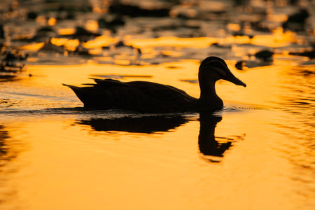 This beautiful and graceful duck swimming effortlessly through the pond at sunset.の写真素材