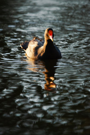The dusky moorhen is a bird species in the rail family and is one of the eight extant species in the moorhen genus.の写真素材