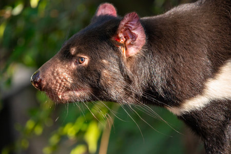 The Tasmanian devil is a carnivorous marsupial of the family Dasyuridae. The scientific name is Sarcophilus harrisii.の写真素材
