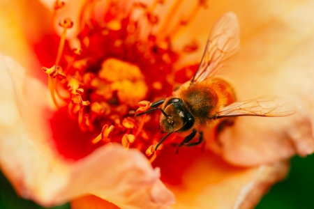 European Honey Bee pollinating a beautiful orange rose.の写真素材