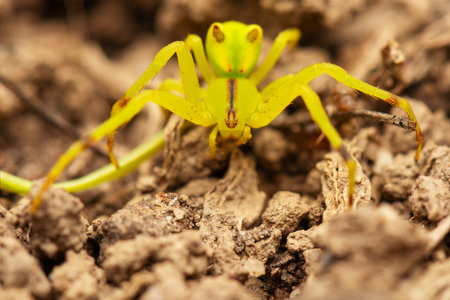 Sidymella rubrosignataÂ is a species of crab spiders found in Australia. It is a common spider, often seen on Dianella plants.の写真素材