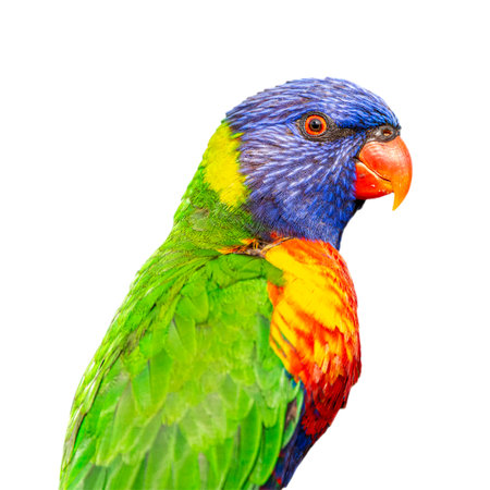 The rainbow lorikeet is a species of parrot found in Australia. It is common along the eastern seaboard, from northern Queensland to South Australia.の写真素材