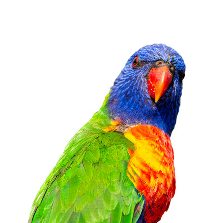 The rainbow lorikeet is a species of parrot found in Australia. It is common along the eastern seaboard, from northern Queensland to South Australia.の写真素材