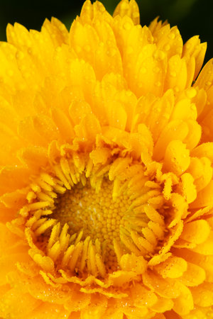 Zinnias are vibrant, daisy-like flowers that come in a wide array of colors, including red, orange, yellow, pink, purple, and white. They are popular for their beauty and ease of care, making them a favorite among gardeners.の写真素材