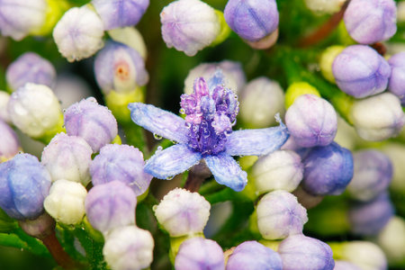 Hydrangeas are stunning flowering shrubs known for their large, showy blooms. They come in a variety of colors, including pink, blue, purple, and white. The color of the flowers can be influenced by the acidity of the soil.の写真素材