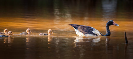 Magpie goose is the sole living representative species of the family Anseranatidae. This common waterbird is found in northern Australia and southern New Guinea.の写真素材