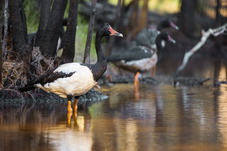 Magpie goose is the sole living representative species of the family Anseranatidae. This common waterbird is found in northern Australia and southern New Guinea.の写真素材