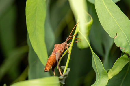The Eucalyptus Tip-wilter Bug is a common insect found in Australia, particularly in areas with eucalyptus trees.の写真素材