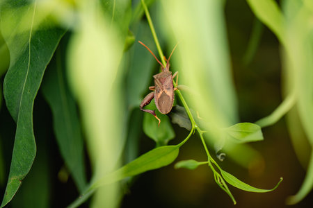 The Eucalyptus Tip-wilter Bug is a common insect found in Australia, particularly in areas with eucalyptus trees.の写真素材