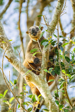 Lumholtzs tree-kangaroo is a rare, long-tailed marsupial found in rainforests in northeastern Australia. Like most tree-kangaroos, it lives alone in trees and feeds on plant matter.の写真素材