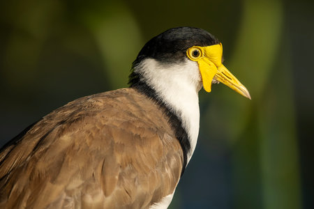 The masked lapwing is a large, common and conspicuous bird native to Australia, New Zealand and New Guinea.の写真素材