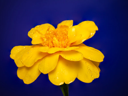 Marigolds are vibrant, cheerful flowers known for their bright colors and strong scent. They are popular garden plants and are often used in culinary and medicinal practices.の写真素材