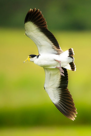 The masked lapwing is a large, common and conspicuous bird native to Australia, New Zealand and New...