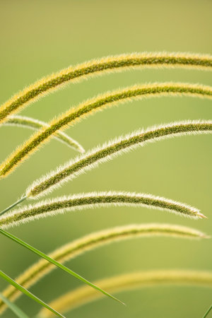 African bristlegrass, also known as South African pigeon grass, is a tall, perennial grass native to...