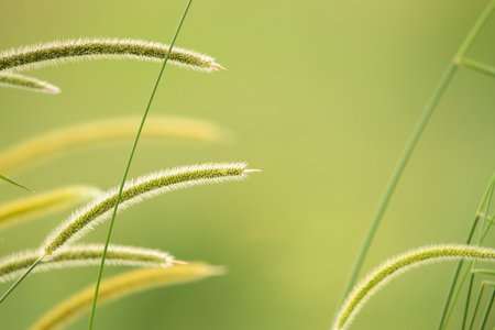 African bristlegrass, also known as South African pigeon grass, is a tall, perennial grass native to Africa.の写真素材