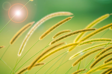 African bristlegrass, also known as South African pigeon grass, is a tall, perennial grass native to Africa.の写真素材