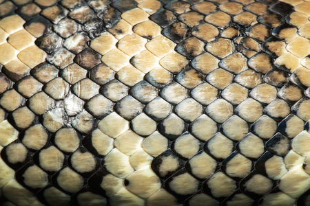 Detailed macro photo of a wild Carpet Python Scales.の写真素材