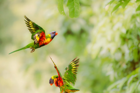 The rainbow lorikeet is a species of parrot found in Australia. It is common along the eastern seaboard, from northern Queensland to South Australia.の写真素材