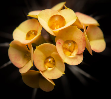 Vibrant yellow cluster of the flowers of the Aloe Brevifolia succulent plant.の写真素材