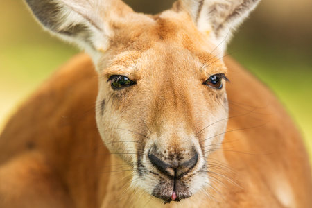 The Red Kangaroo exploring its surrounding during the day. The red kangaroo is the largest of all kangaroos, the largest terrestrial mammal native to Australia, and the largest extant marsupial.の写真素材