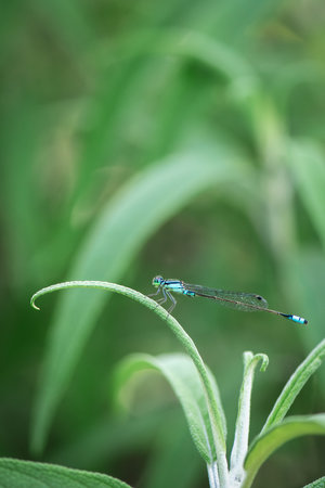 The blue-tailed damselfly or common bluetail is a damselfly, belonging to the family Coenagrionidae.