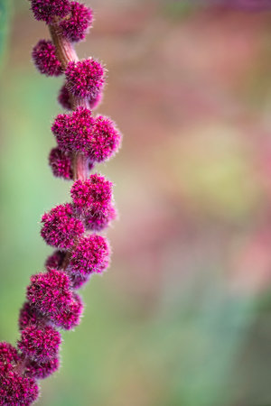 Love lies bleeding is one of the most well known common names for the Amaranthus caudatus plant. It gets its name from the long, drooping, tassel like flower clusters that resemble drops of blood.の写真素材