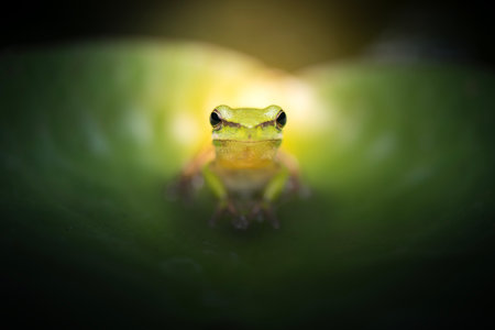 The eastern dwarf tree frog, also known as the eastern sedge-frog, is a species of tree frog. It is a small and very common frog and found on the eastern coast of Australia.の写真素材