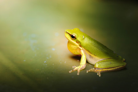The eastern dwarf tree frog, also known as the eastern sedge-frog, is a species of tree frog. It is a small and very common frog and found on the eastern coast of Australia.の写真素材