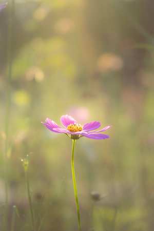 Cosmos bipinnatus, commonly called the garden cosmos, Mexican aster or cosmea, is a medium-sized flowering herbaceous plant in the daisy family Asteraceae.の写真素材