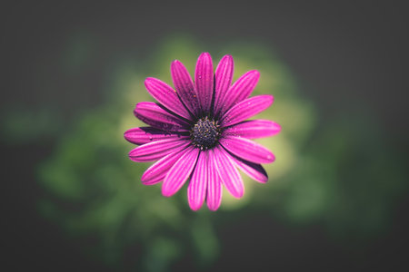 The African Daisy, also known as Osteospermum, isÂ a flowering plant that is native to South...
