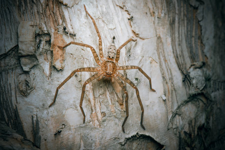 The Jungle Huntsman Spider or Heteropoda jugulans is a large, hairy, brown spider that is common in...