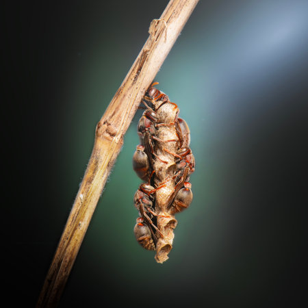 Paper wasps have slender bodies with long legs, they are typically black and yellow or brown and yellow coloration.の写真素材