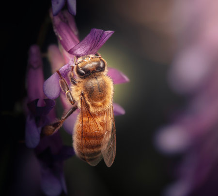 The European Honey Bee also called Apis mellifera is a highly social insect species crucial for...