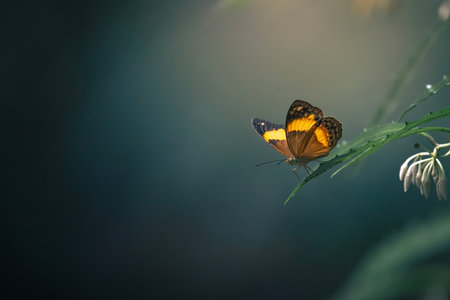 Cupha is a butterfly genus of the family Nymphalidae found in the Indomalayan and the Australasian realms.の写真素材