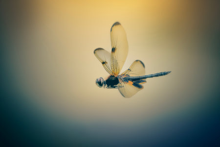 Yellow-striped Flutterer Dragonfly flies with fluttering in slow speed, gliding most of the time. Its wings are much longer than its body.の写真素材