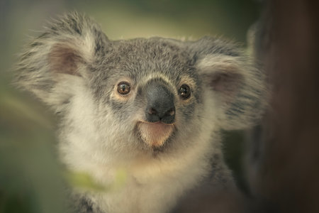 The koala joey, sometimes incorrectly called the koala bear, is an arboreal herbivorous marsupial native to Australia.の写真素材