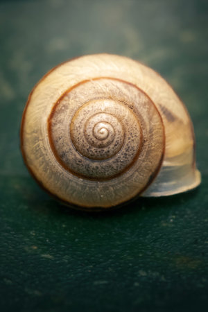 A snail shell is a hard, protective outer layer that encases the soft body of a snail.の写真素材