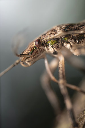 Pentatomidae is a family of insects belonging to the order Hemiptera, generally called shield bugs...