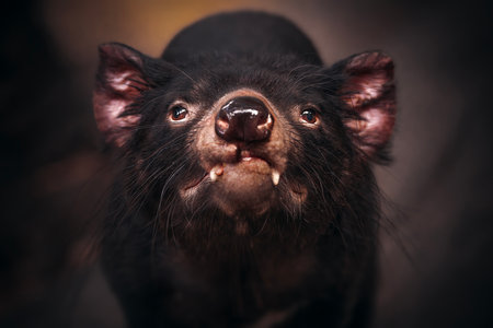 The Tasmanian devil is a carnivorous marsupial of the family Dasyuridae.の写真素材